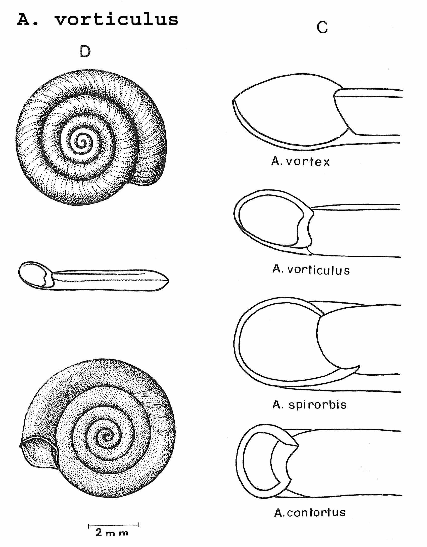 Planorbis planorbis (Linnaeus, 1758)